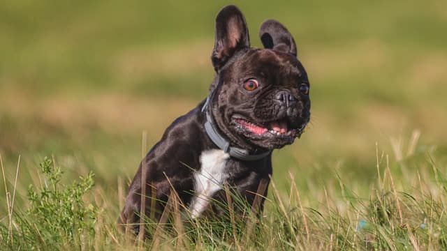 top tips for a well trained dog 1